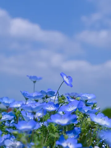 一面に広がる青い花畑