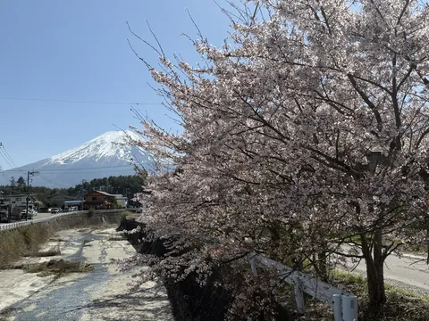 青空に映える桜と富士