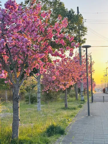 夕暮れの桜トンネル、いかが？
