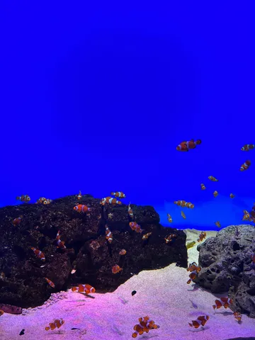 ニモたちの日常、青い海