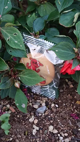 植物に紛れたお菓子の宝物