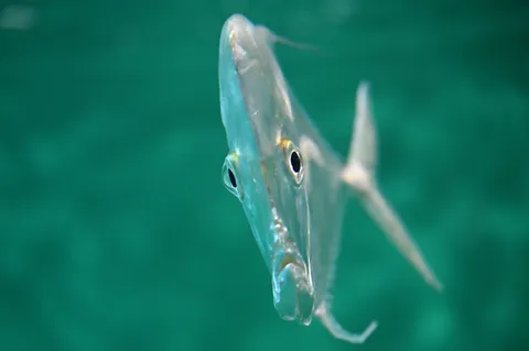 透明な魚のまなざし