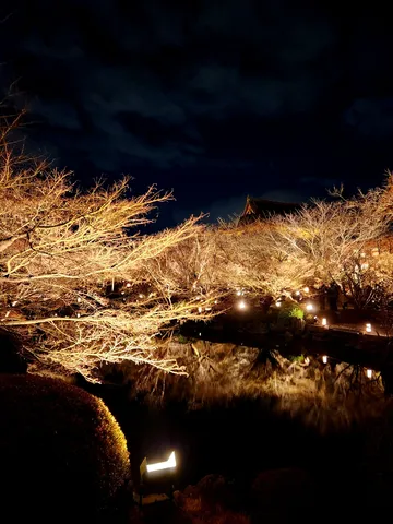 夜の池に映る光の庭園