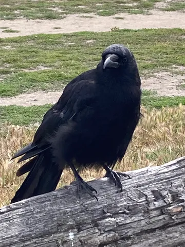 木の上で一休み、カラスの表情