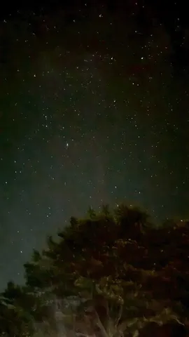 木漏れ日ならぬ、木漏れ星？