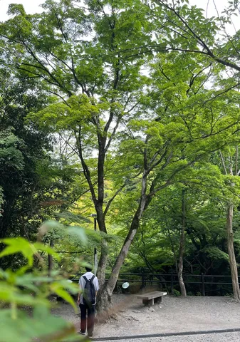 木漏れ日と静かな散策路
