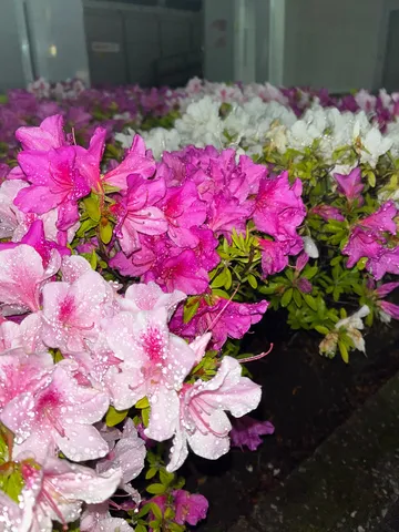 雨粒きらめく azalea の囁き