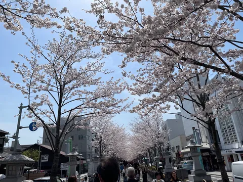 桜並ぶ街角の透明な春