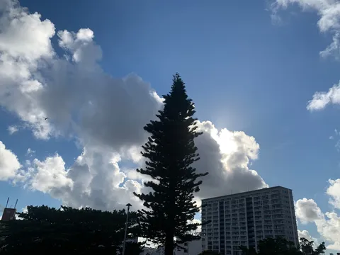 空と樹のささやき
