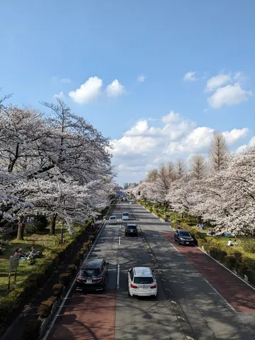 桜並木の青空散歩