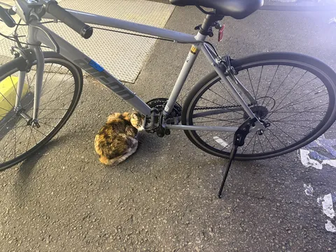 自転車と猫のほっこり瞬間