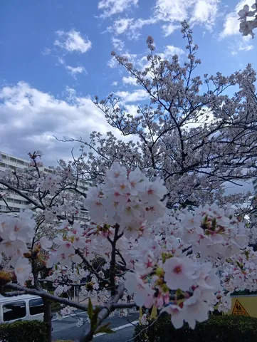 青空と桜、春の訪れ