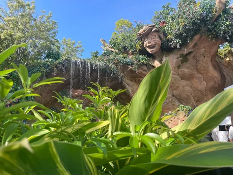生命宿る巨木と滝