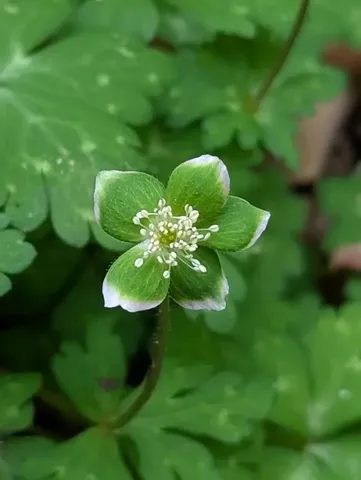 緑の中で光る小さな花
