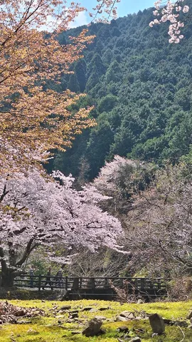 春彩る山並み、橋の上の時間