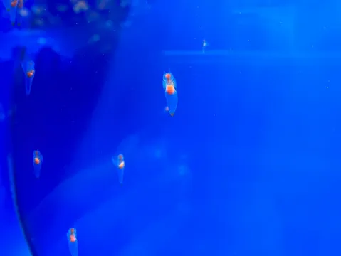 青い海に漂う天使