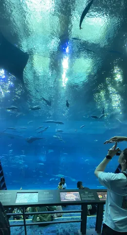 水族館の幻想的な青の世界