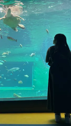 静寂の海中散歩