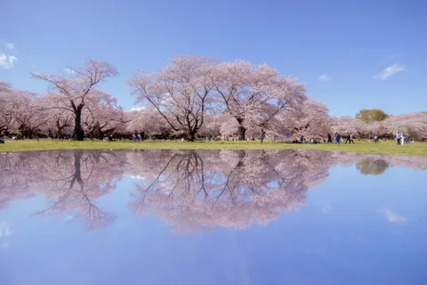 水鏡に映る、桜満開の楽園