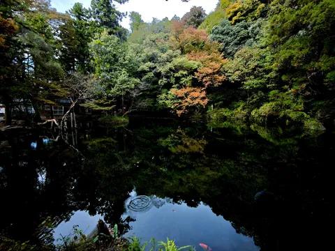 揺らぐ水面、深まる秋