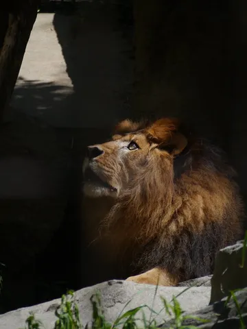 静寂の中の王者