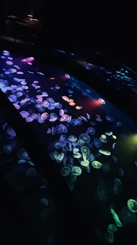 夜の水面に浮かぶ光の群れ