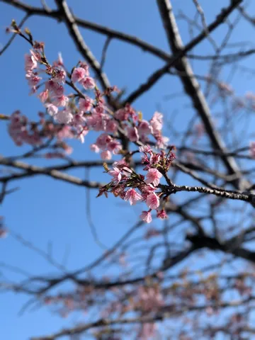 春を待つ、淡い桜色