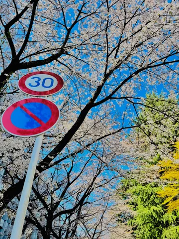 桜と標識、春の交通ルール