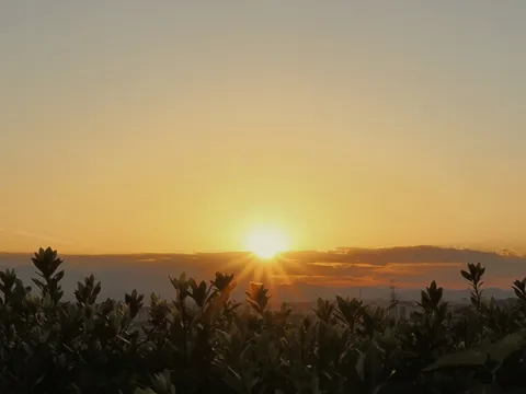朝日と草木の静かな時間
