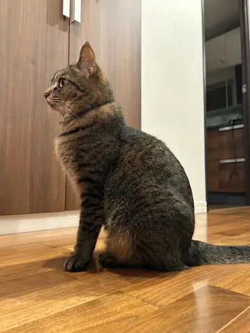 静かな室内の猫の横顔