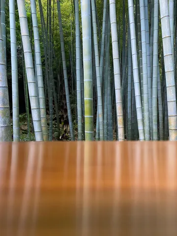 静寂に包まれる竹林の小道