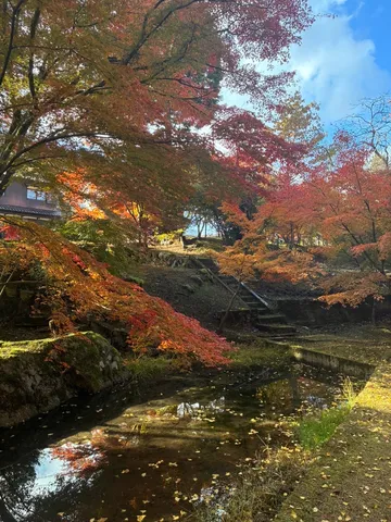秋色の水辺に揺れる木々