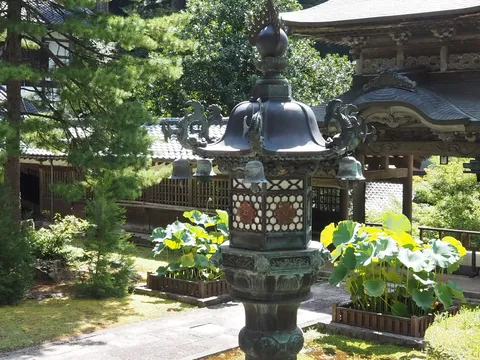 庭の灯りと蓮の影