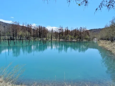青い鏡に映る枯木群
