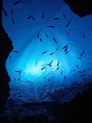 青の世界、魚たちの水中散歩