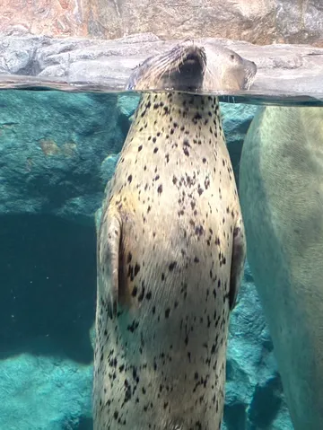 水面下の静寂、斑点の鼓動