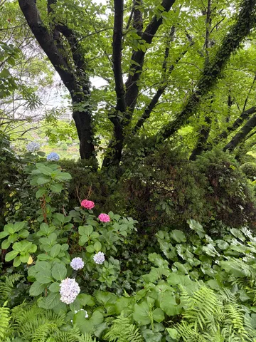 木漏れ日と紫陽花の静かな午後
