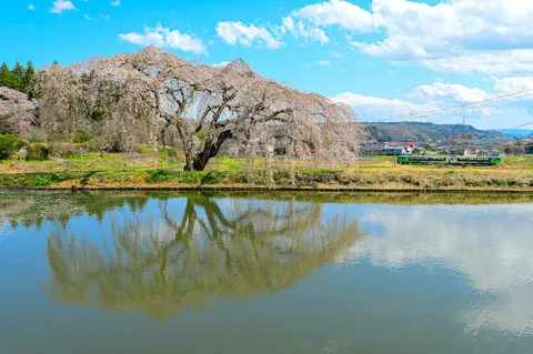 満開の桜と新緑のコントラスト