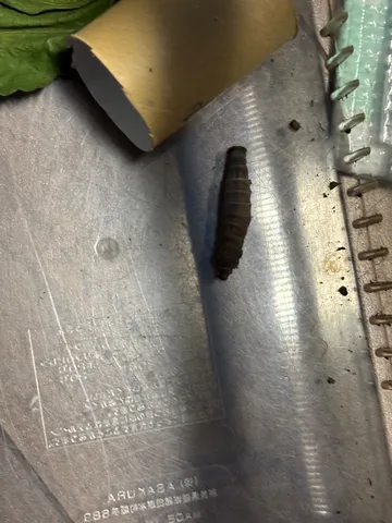 銀色の器に佇む小さな命