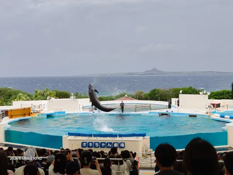 水しぶき弾けるイルカのジャンプ
