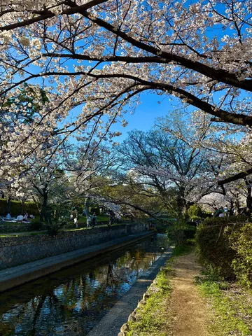 川辺の桜並木、優雅な散歩道