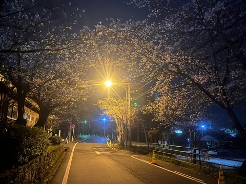 光と桜が織りなす夜道