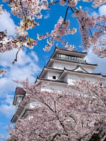 青空と桜に映える白城