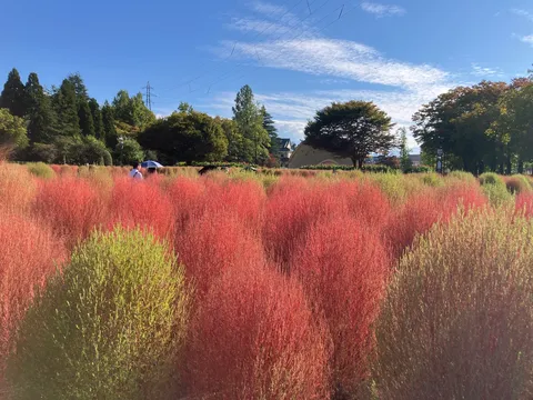 風を染める紅色の草原