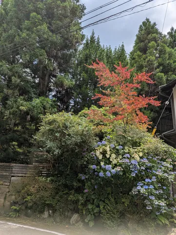 秋色の庭に群れる花々