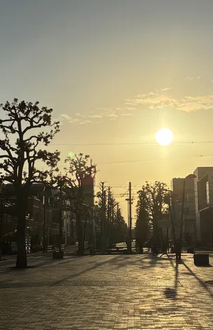 夕暮れの街路樹と陽光