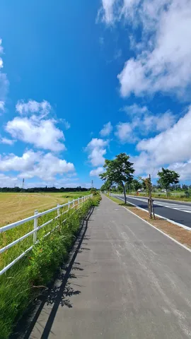 青空と緑のコントラストロード