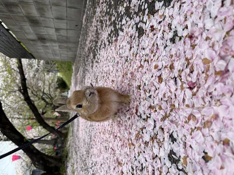 桜絨毯を進む可愛いうさぎ