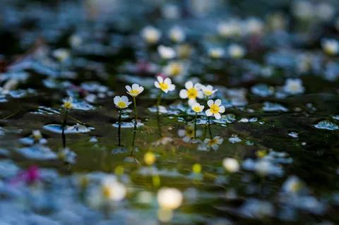 水面に浮かぶ白い花