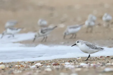 潮風の砂浜を歩く小鳥